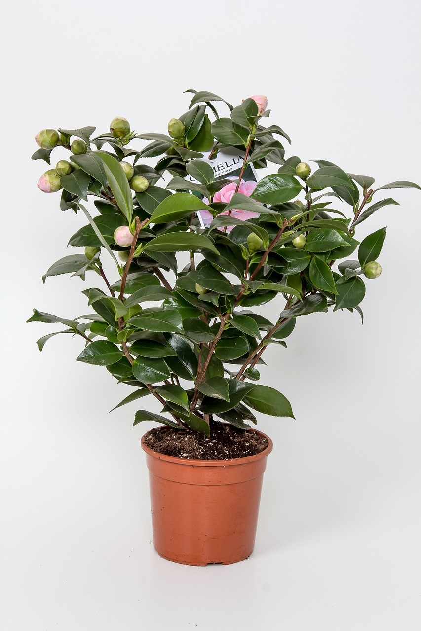 Product 5